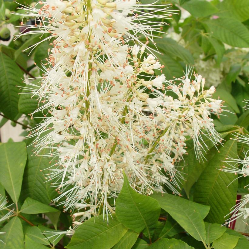 Bottlebrush Buckeye