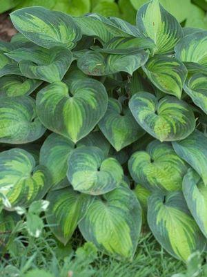 June Hosta