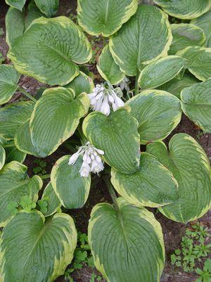 Frances Williams Hosta