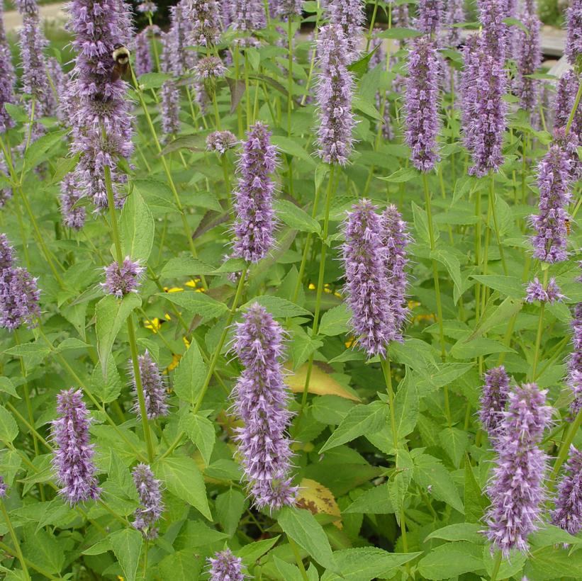 Blue Fortune Anise