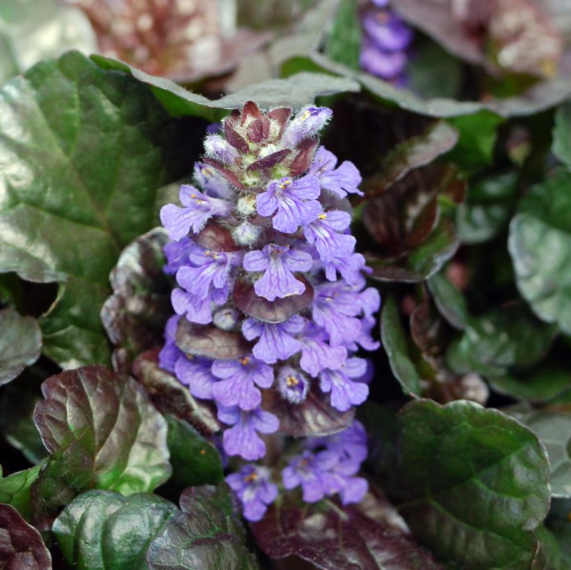 Black Scallop Bugle Weed