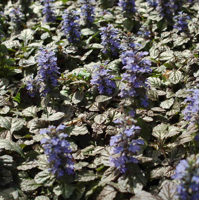 Metallica Bugleweed