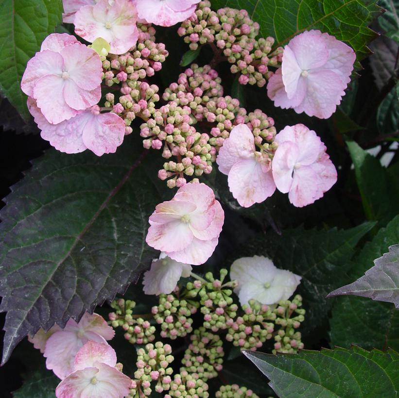 Lady in Red Hydrangea