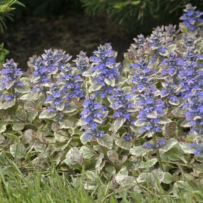 Burgundy Glow Bugleweed