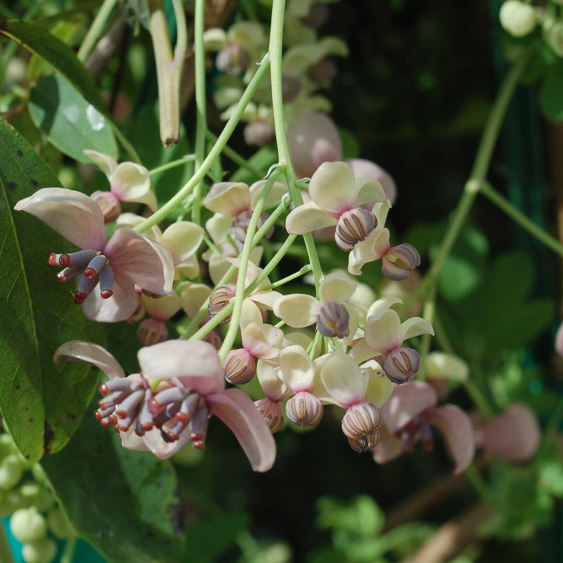 Silver Bells Fiveleaf Akebia