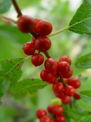 Winter Red Winterberry