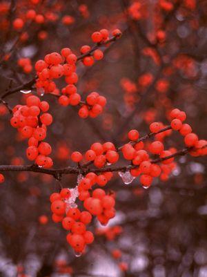 Berry Heavy® Winterberry