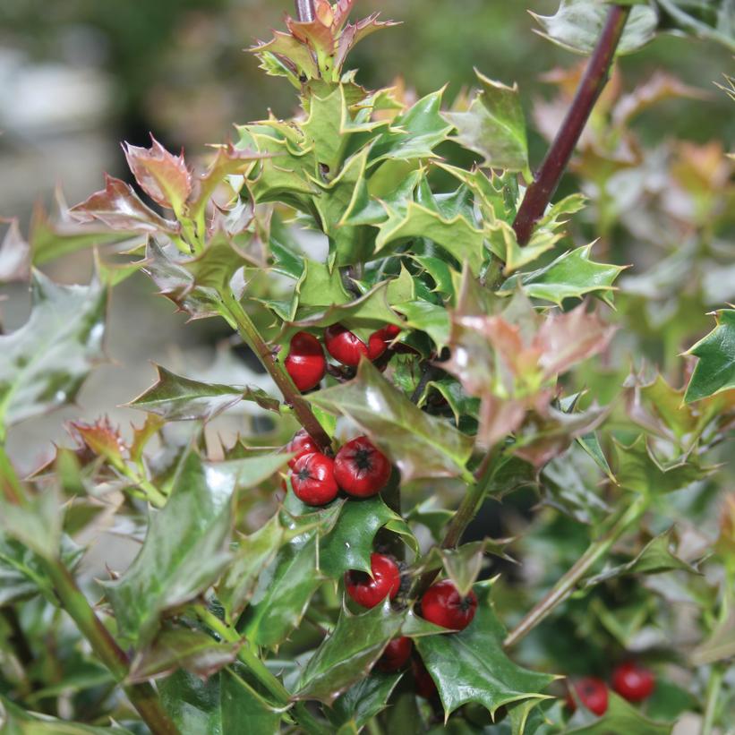 Red Beauty Holly