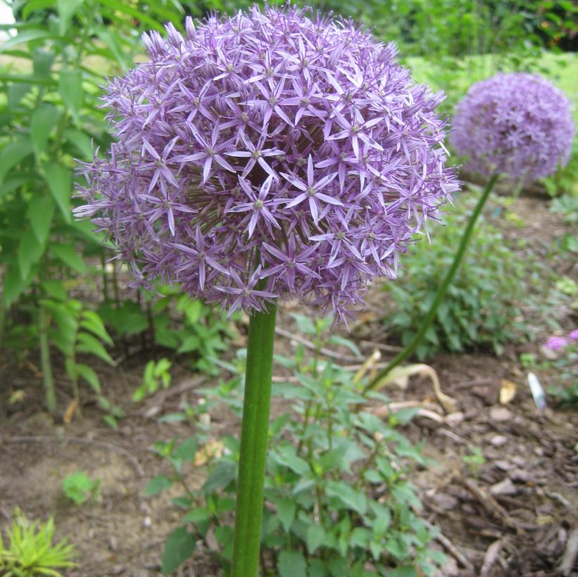 Flowering Onion