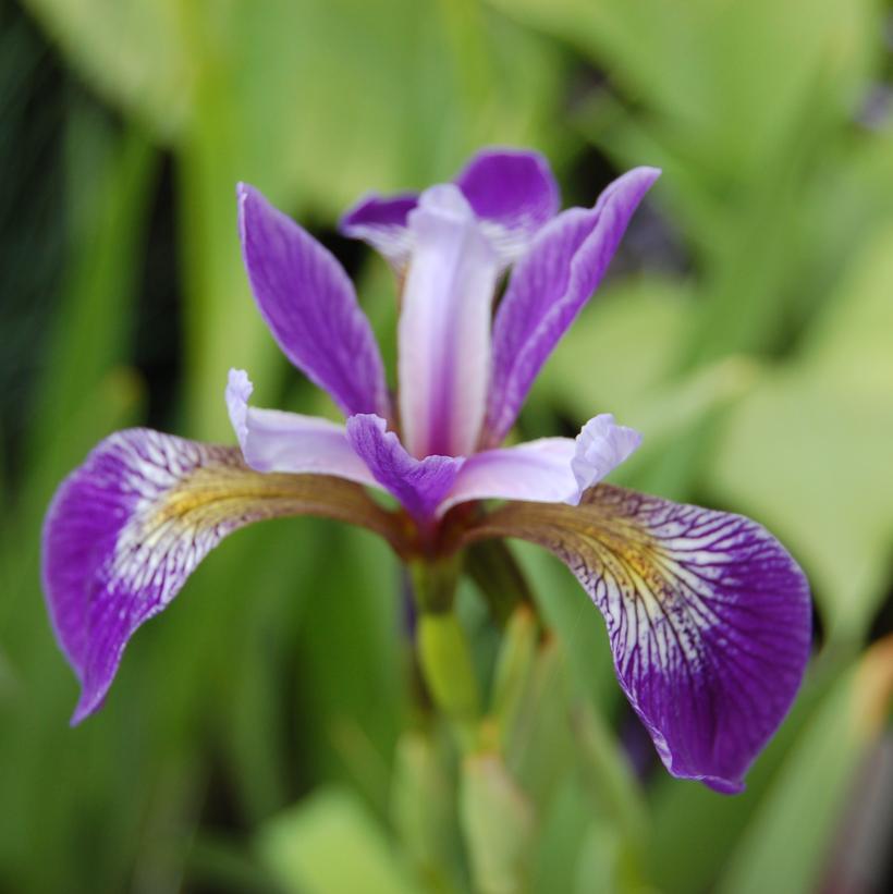 Blue Flag Iris