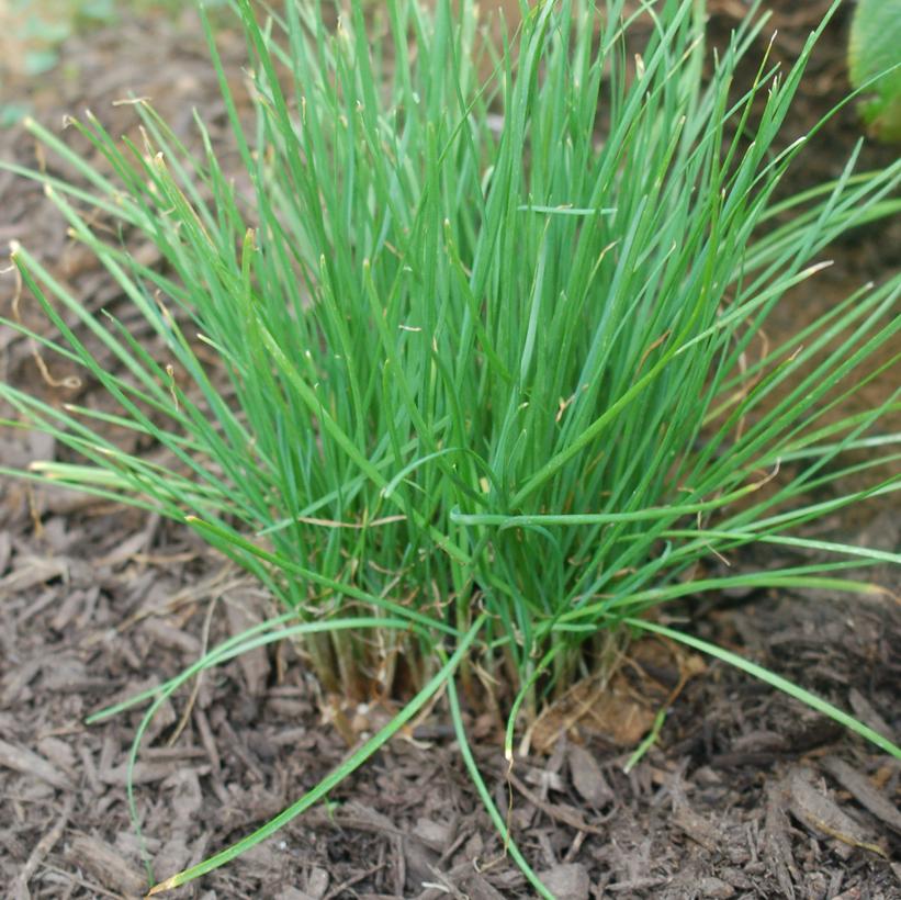 Garlic Chives