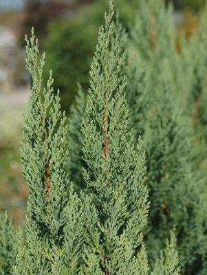 Blue Point Juniper