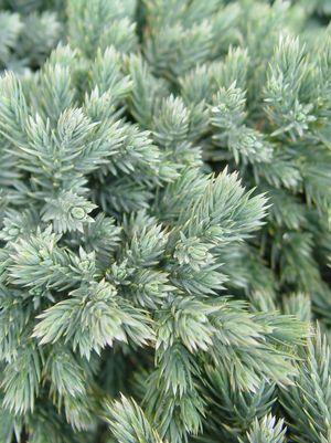 Blue Star Juniper