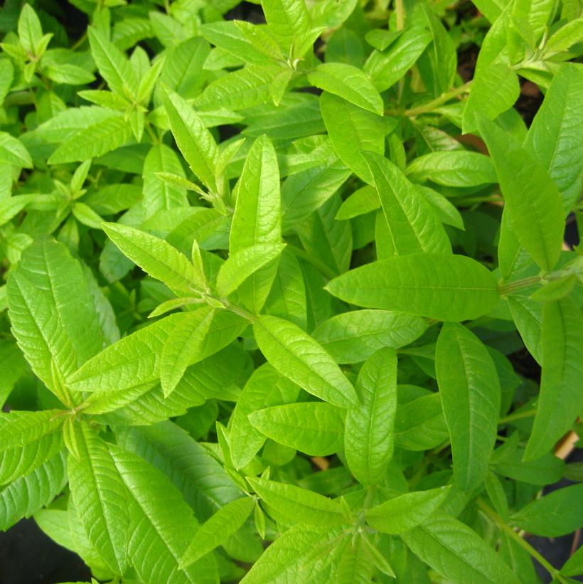 Lemon Verbena