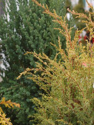 Gold Cone Juniper