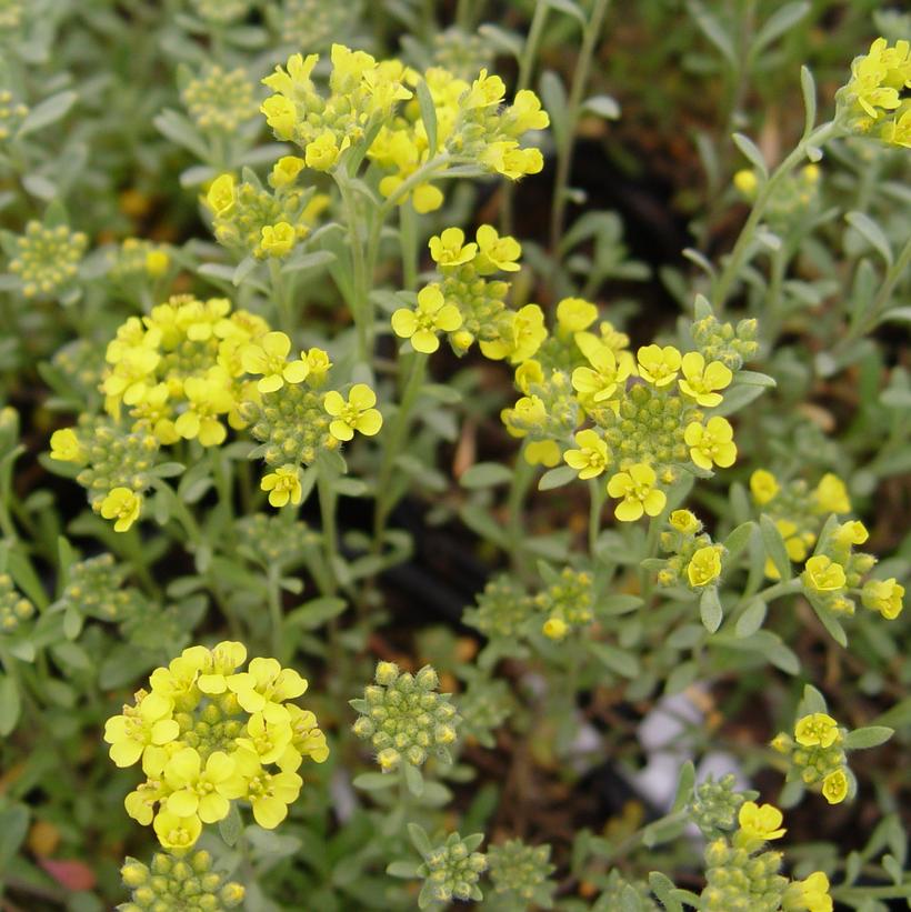 Alyssum Mountain Gold, Basket of Gold