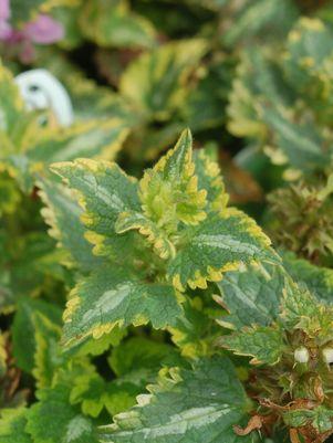 Anne Greenaway Deadnettle