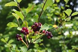 Juneberry/ Saskatoon / western service berry