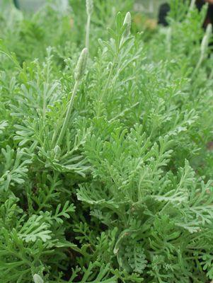 Fernleaf Lavender