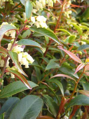 Coast Leucothoe