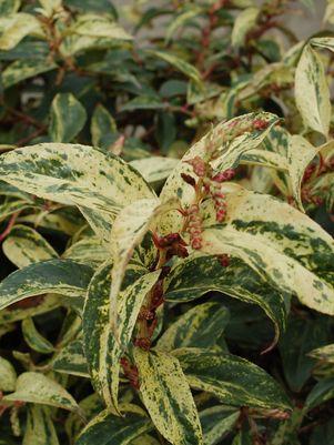 Rainbow Leucothoe