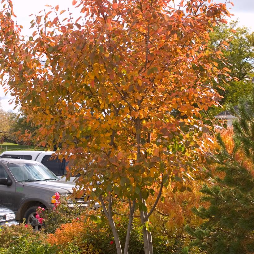 Autumn Brilliance Shadblow Serviceberry