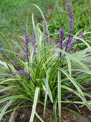 Variegated Liriope