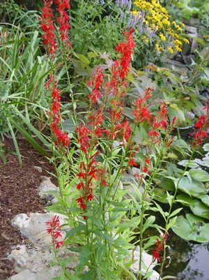 Cardinal Flower