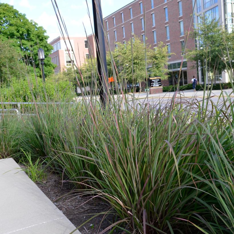 Karl’s Cousin® Big Bluestem