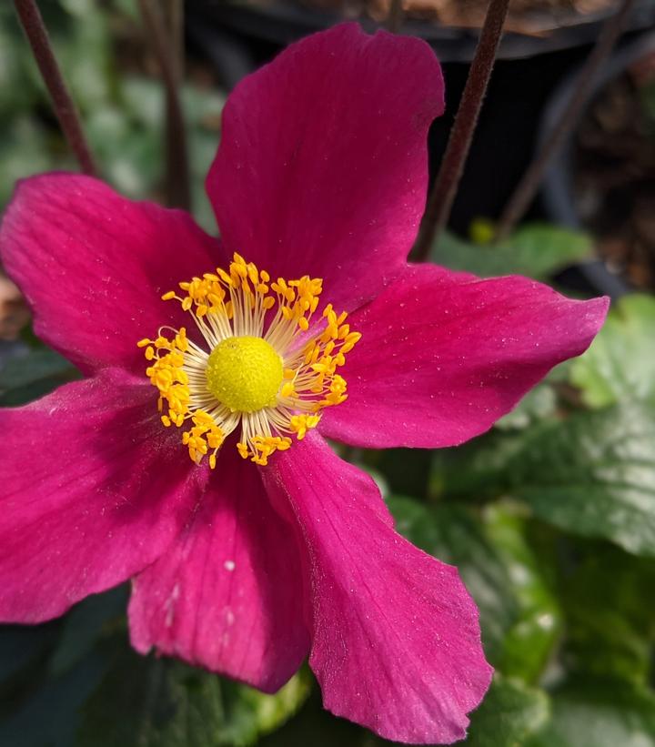 Red Riding Hood Windflower