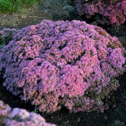 Pride and Joy Stonecrop