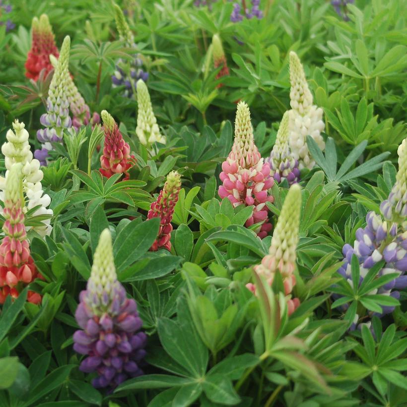 Russell Hybrids Lupine