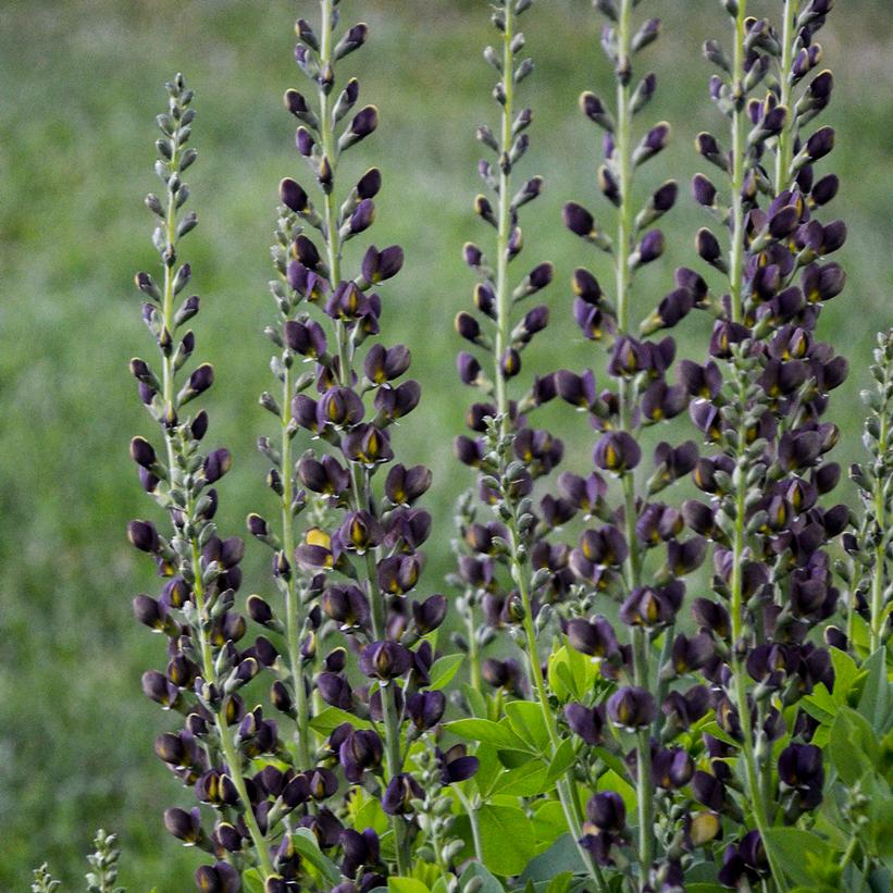 Dark Chocolate False Indigo