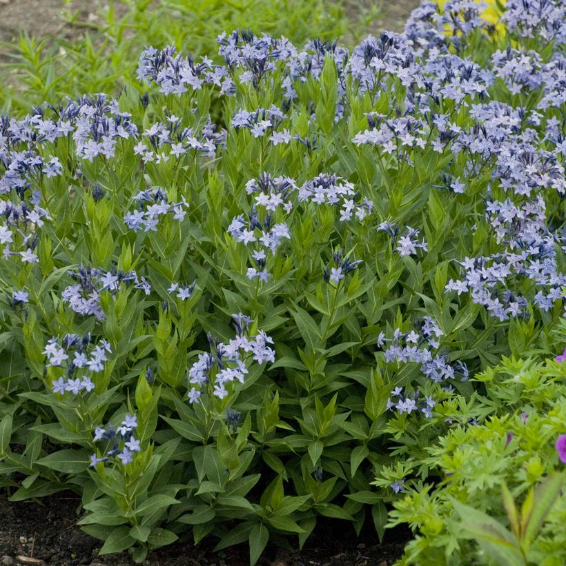 Blue Ice Star Flower