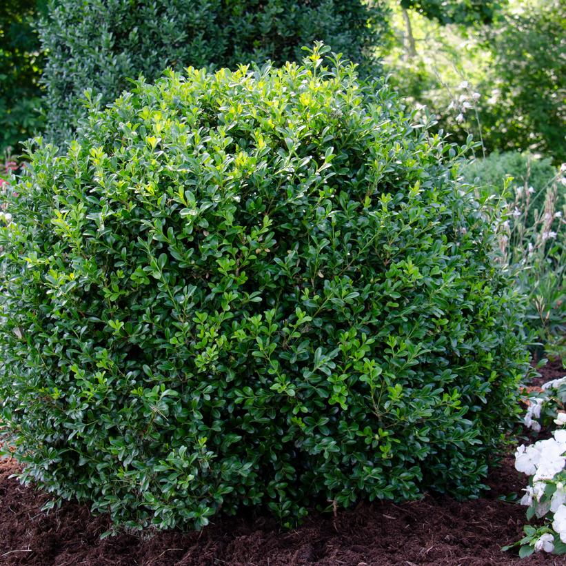 NewGen Independence® Boxwood