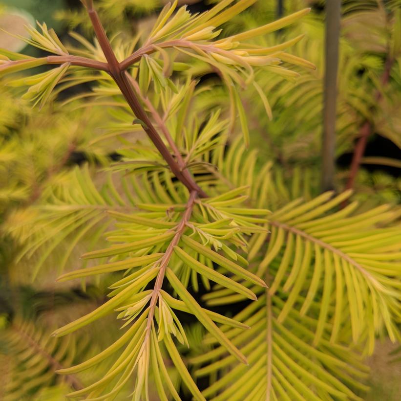 Amber Glow™ Dawn Redwood