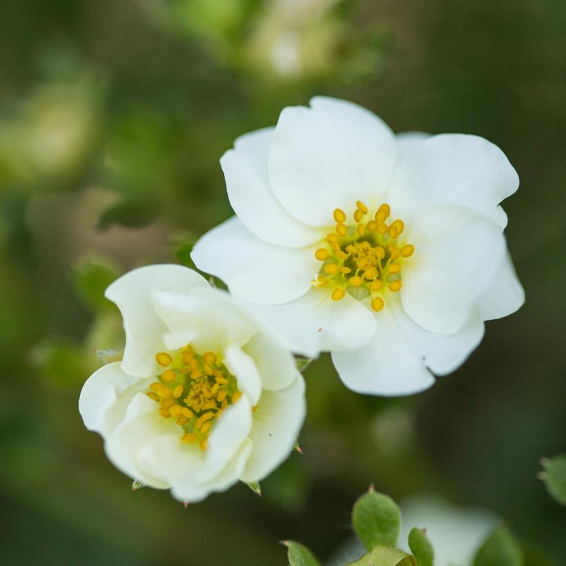 Creme Brulee™ Potentilla