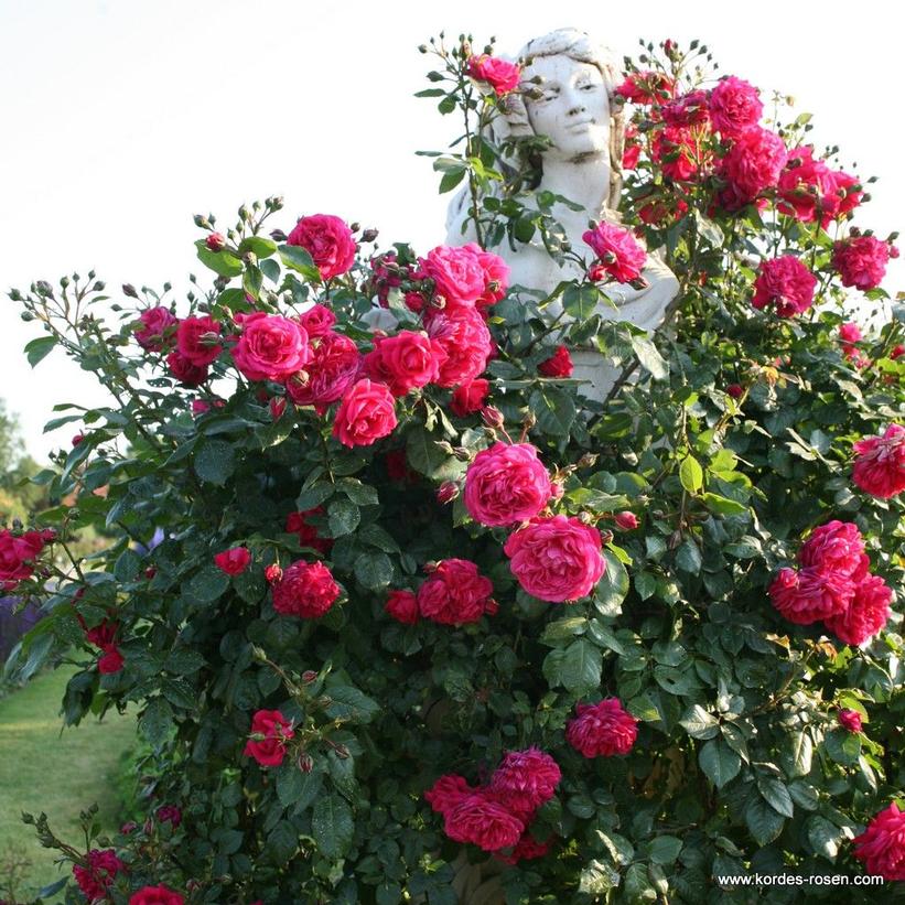 Climbing Rose