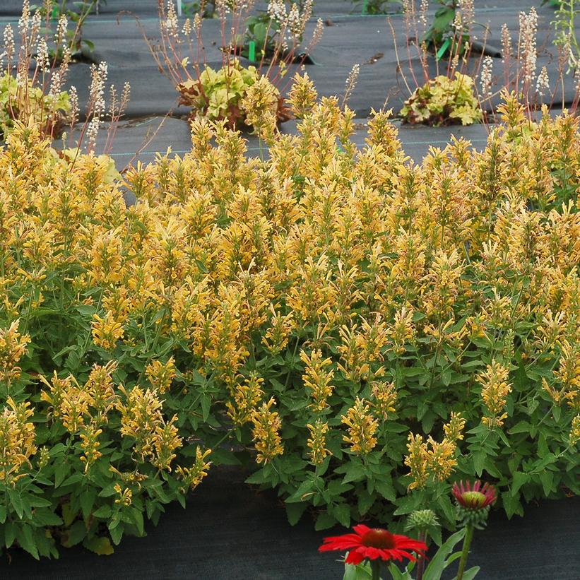 Poquito Butter Yellow Dwarf Hummingbird Mint