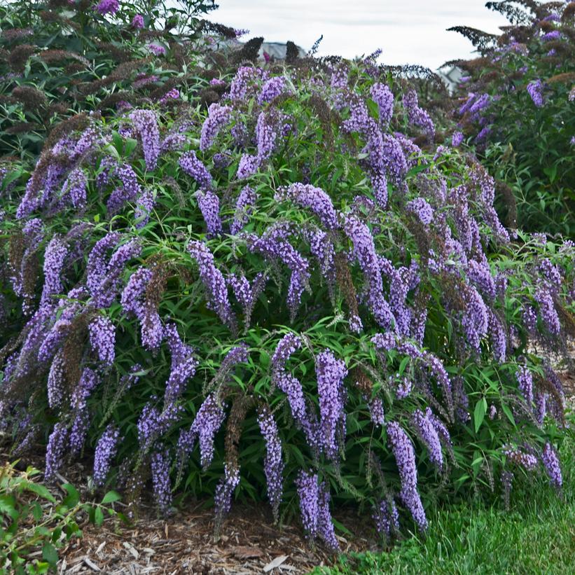 Wisteria Lane Weeping Butterfly Bush