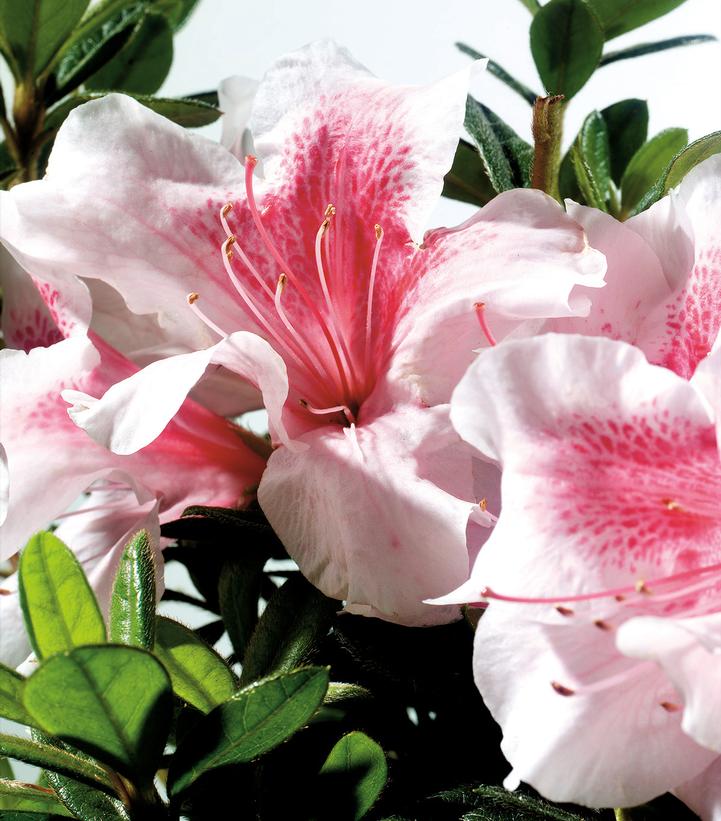 Encore® Autumn Chiffon® Azalea