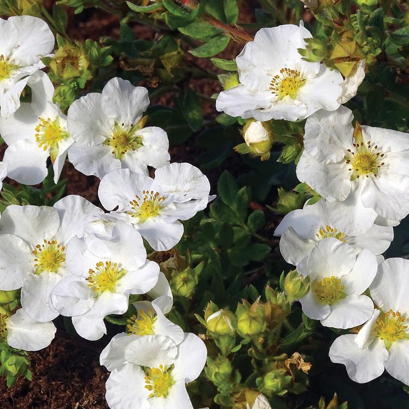 Bella Bianca Potentilla