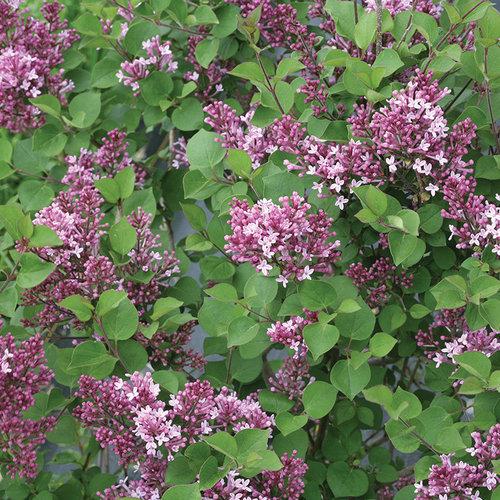 Bloomerang® Dwarf Purple Reblooming Lilac