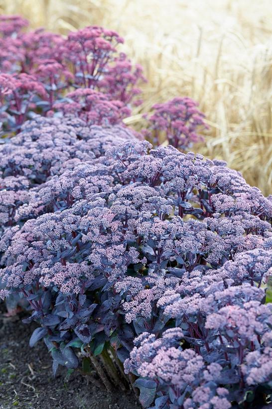 Sapphire Stonecrop