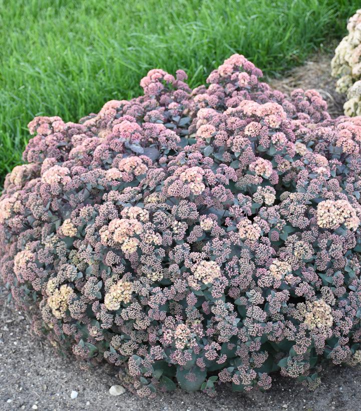 Spellbound Autumn Stonecrop