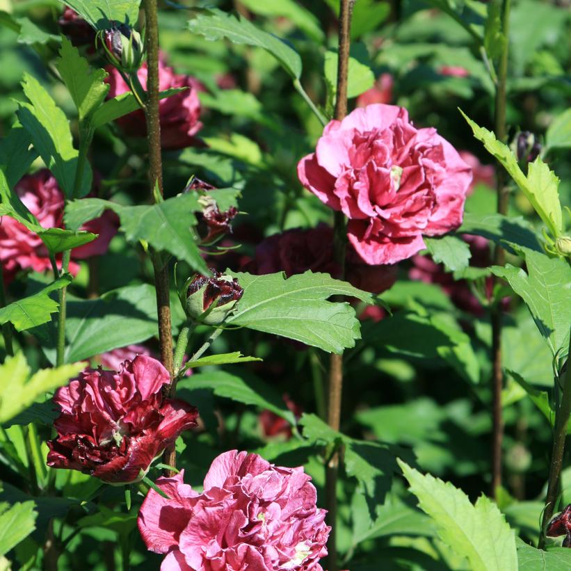 French Cabaret™ Red Hibiscus