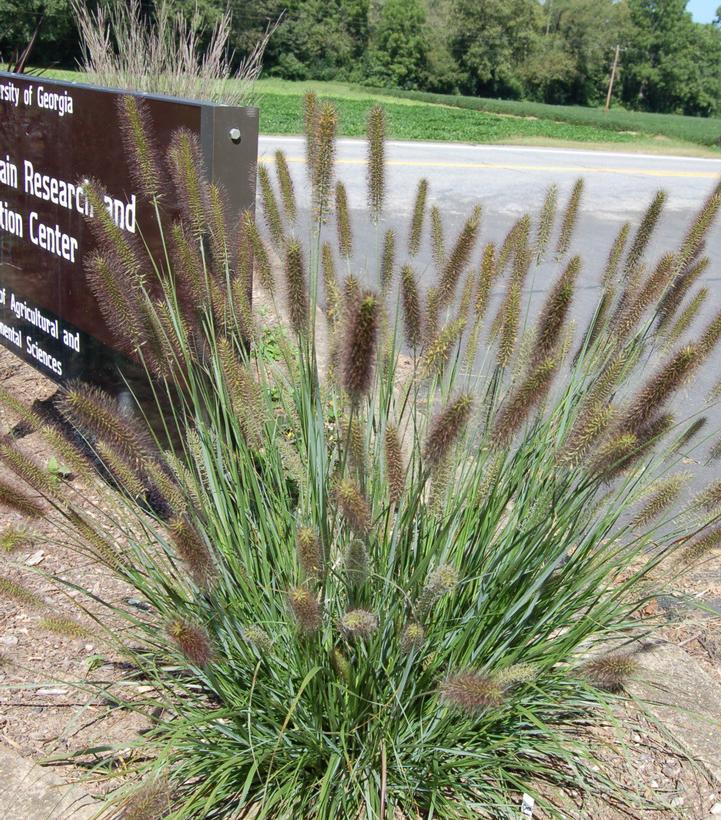 Cayenne Sterile Fountain Grass