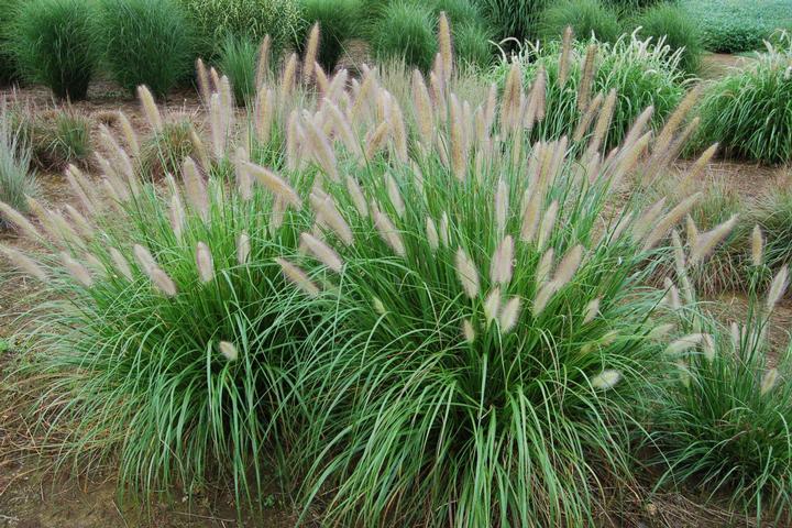 Etouffee™ Sterile Fountain Grass