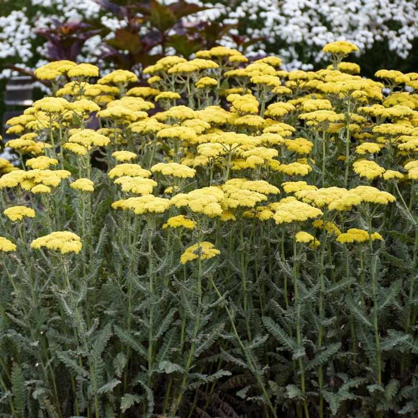 Sassy Summer Silver Yarrow