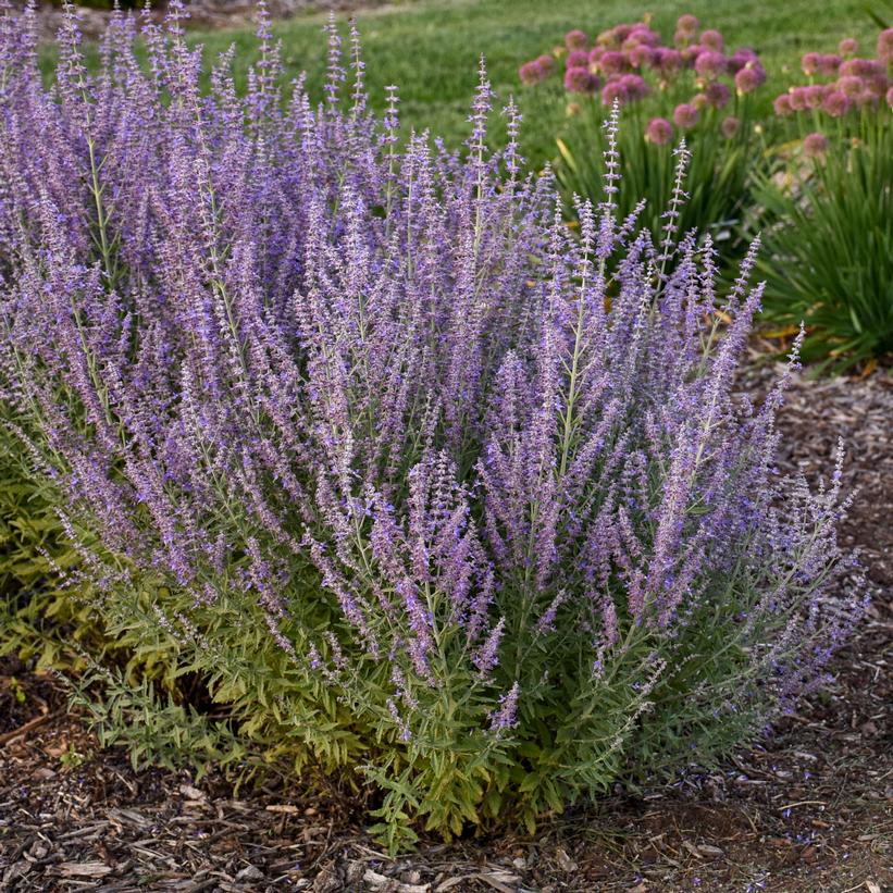 Russian Sage